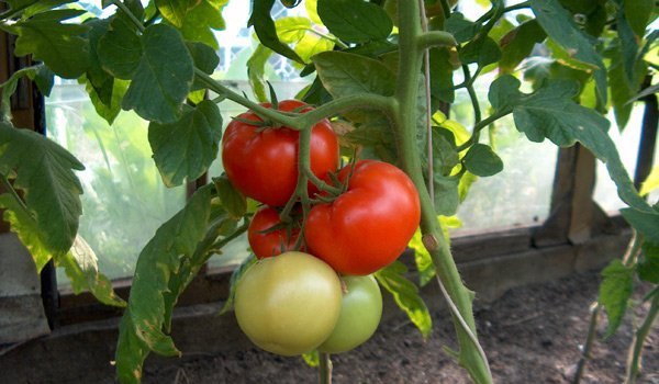 tomates huerto