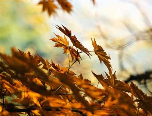 Transformando el Otoño: Cómo la Biodanza Puede Rejuvenecer Tu Cuerpo y Alma