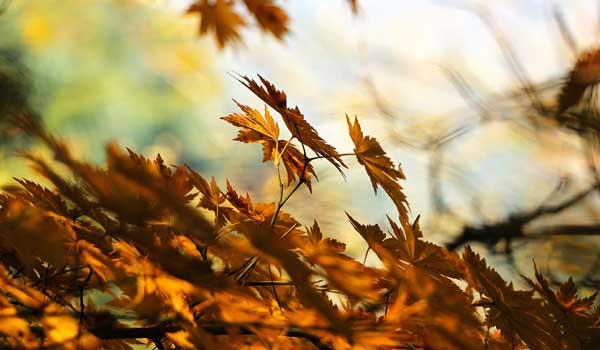 El paso al otoño más fácil con biodanza