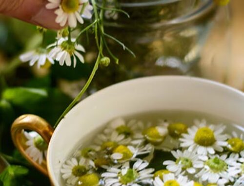 El Jardín de los Sentidos: Descubre las Plantas que Sanan y Aromatizan tu Hogar