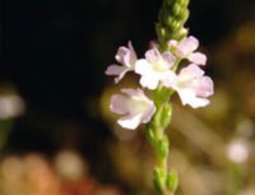 Descubre el Jardín Secreto de la Salud Bucodental: Remedios Naturales que Transforman Tu Sonrisa