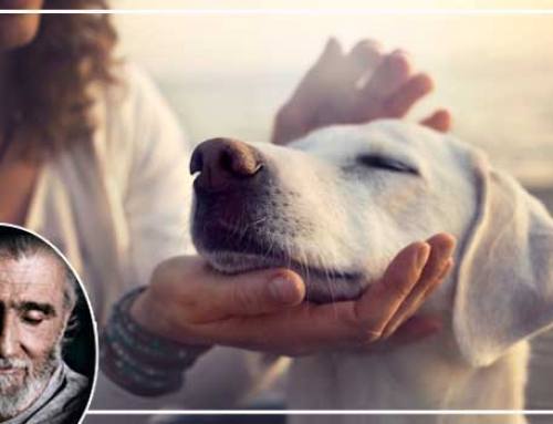 Reflejos de un Corazón: La Lucha contra el Maltrato Animal en una Sociedad que Olvida