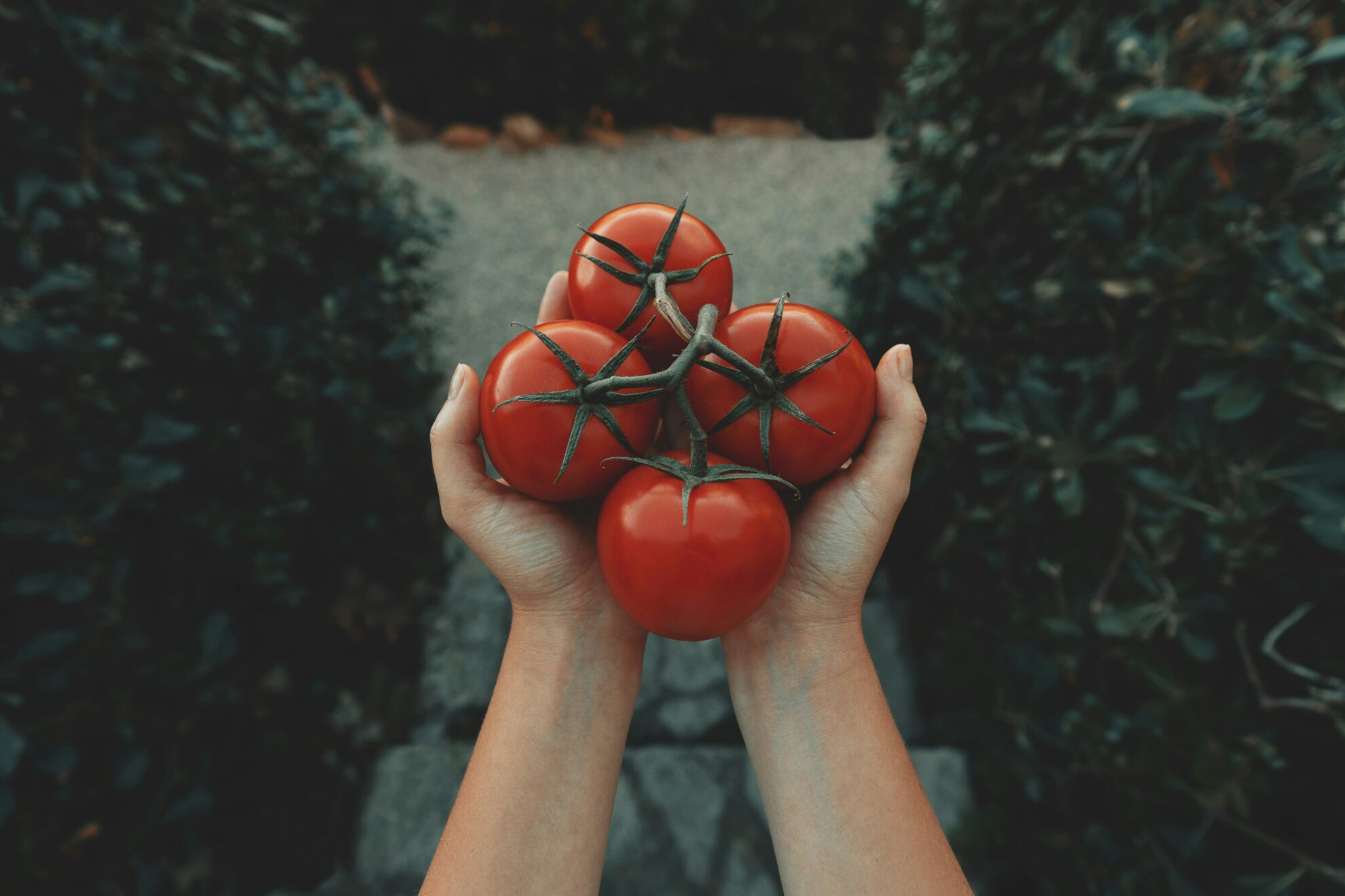 ¿Por qué los tomates no saben a tomate?