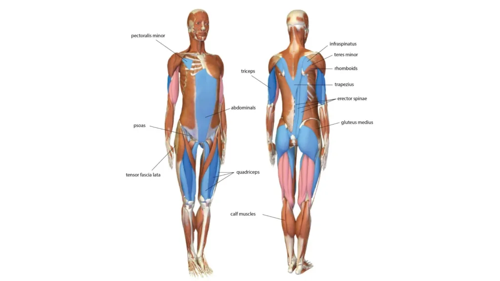 Postura de la Montaña-Tadasana Postura de la Montaña-Tadasana