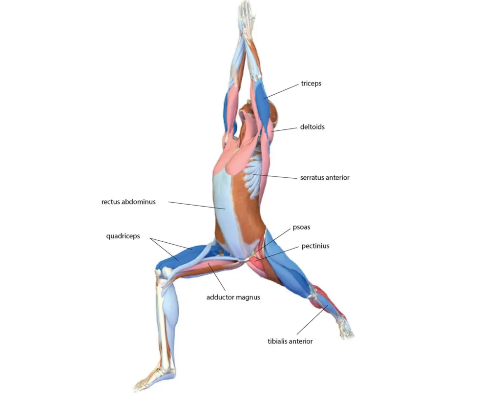 Virabhadrasana_I2-1 Anatomía Virabhadrasana Postura del guerrero I