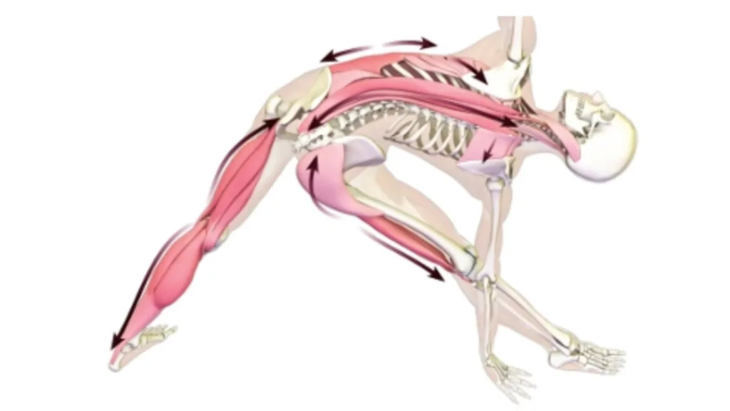 Trikonasana: Postura del Triángulo Trikonasana: Postura del Triángulo